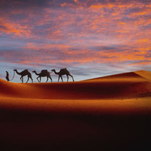 Merzouga desert, Tafilalt Oasis