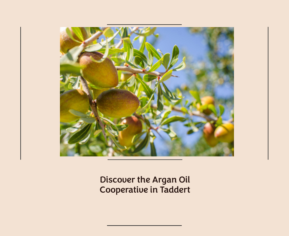 Discover the Argan Oil Cooperative in Taddert